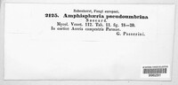 Amphisphaeria pseudoumbrina image